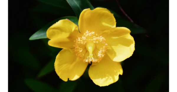 Agrimony Bach Flower