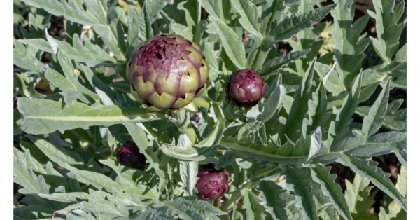 Artichoke Herbal Remedy