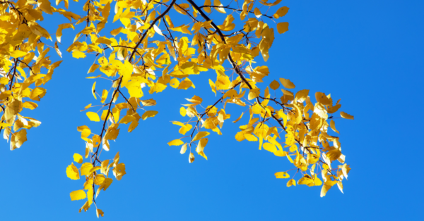 Aspen tree Bach Flower