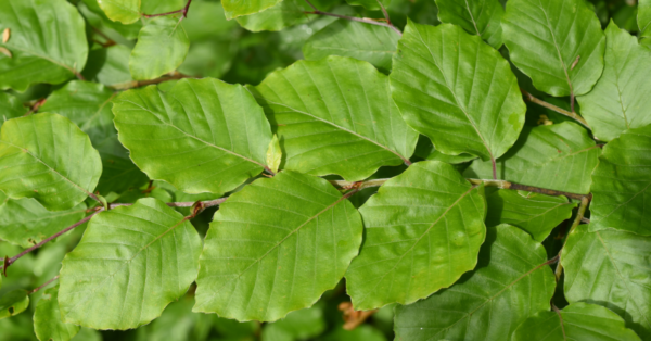 Beech Bach Flower