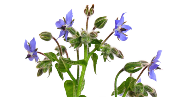 Borage Herbal Remedy