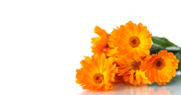 Calendula