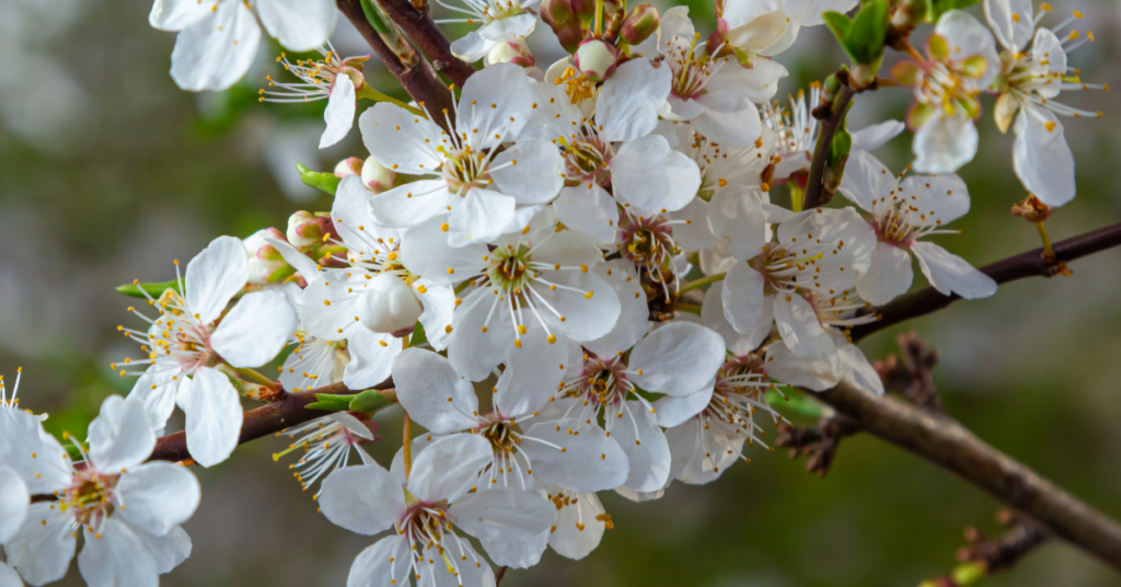 Cherry Plum Bach Flower