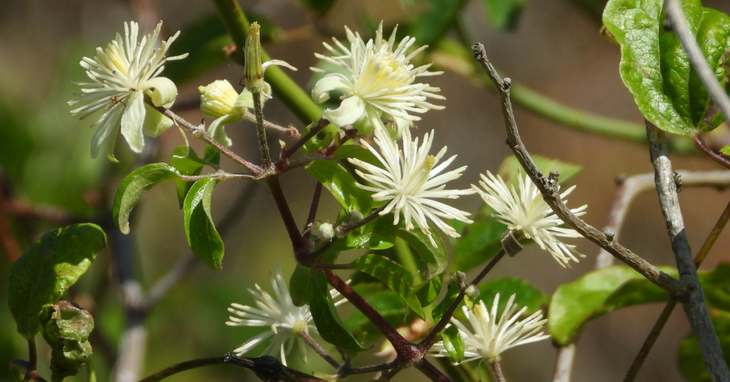 Clematis Bach Flower