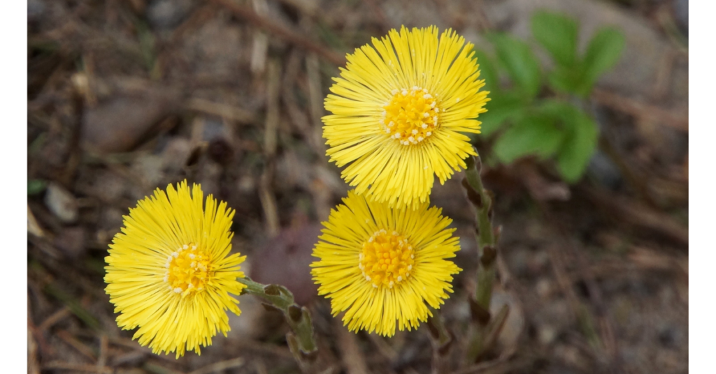 Coltsfoot Herbal Remedy