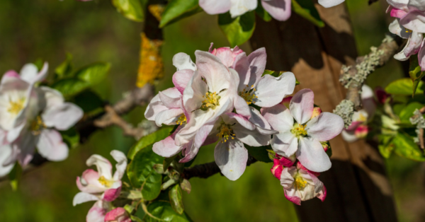 Crab Apple Bach Flower