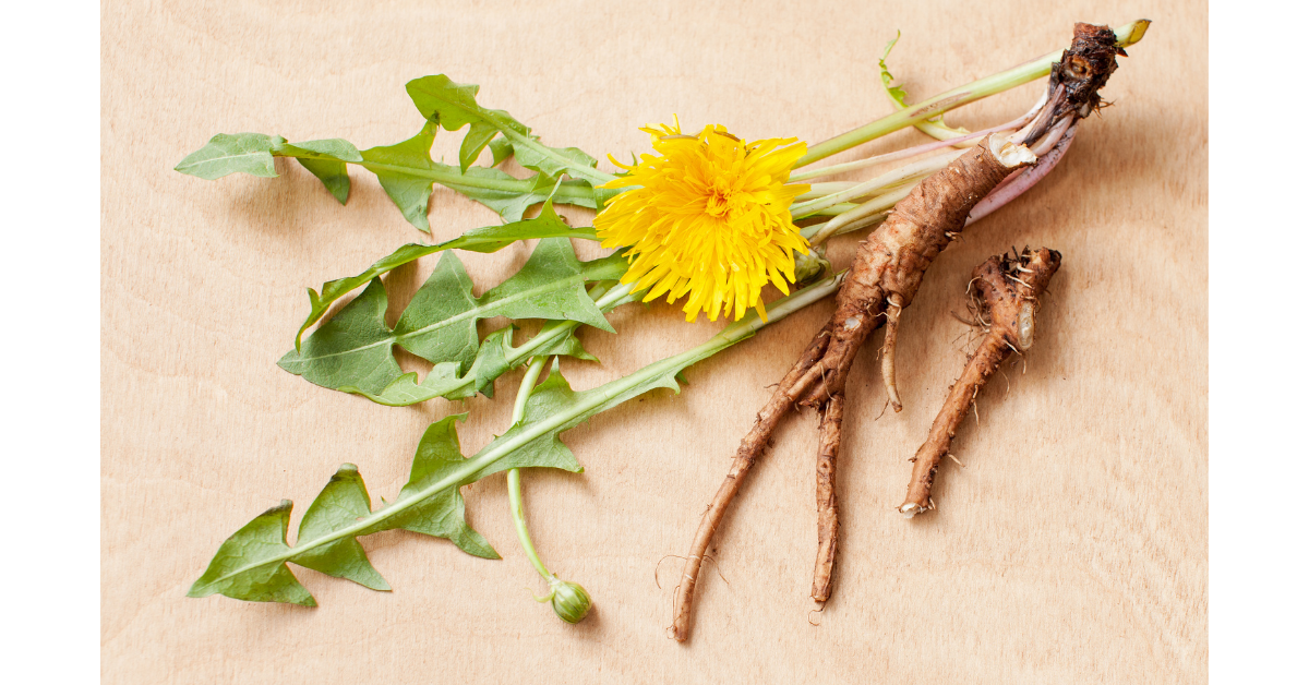 Dandelion – Herbal Therapy