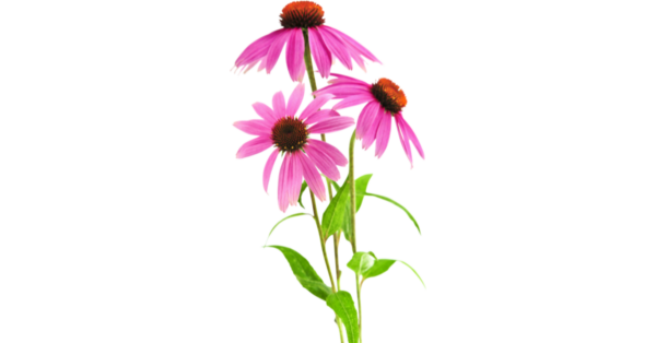 Echinacea