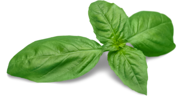 Basil