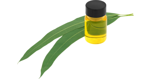 Eucalyptus Essential Oil