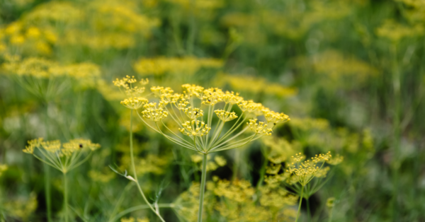 Fennel Essential Oil