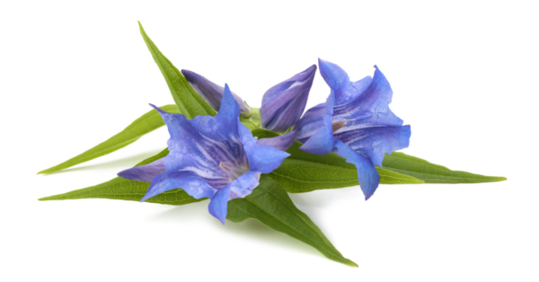 Gentian Bach Flower