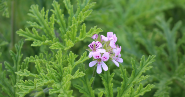 Geranium Essential Oil 