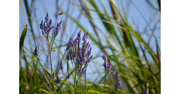 Vervain herb