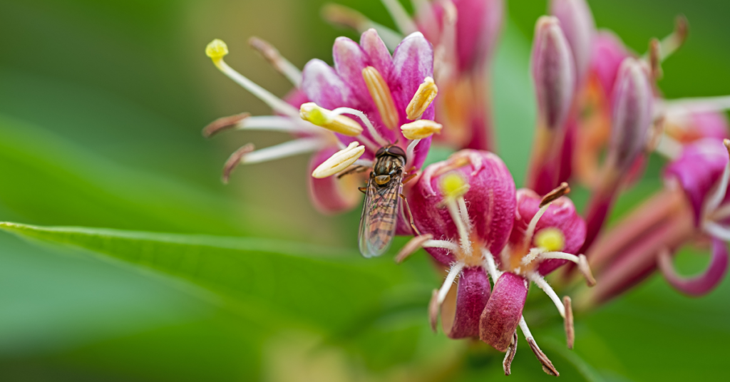 Honeysuckle Bach Flower