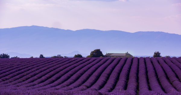 Lavender Herbal Therapy