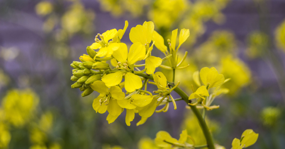 Mustard – Bach Flower Remedy