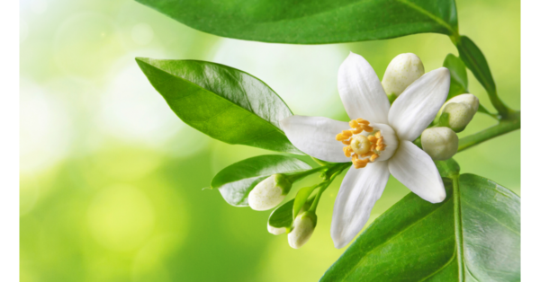 Neroli – Essential Oil