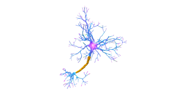 Neuron