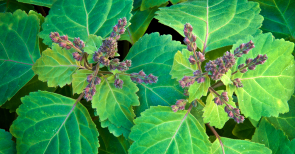 Patchouli Essential Oil