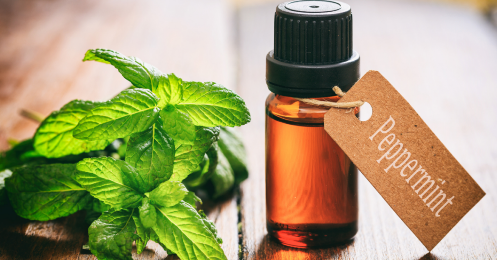 Peppermint Essential Oil