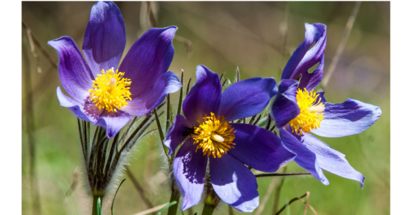 Pulsatilla Homeopathic remedy