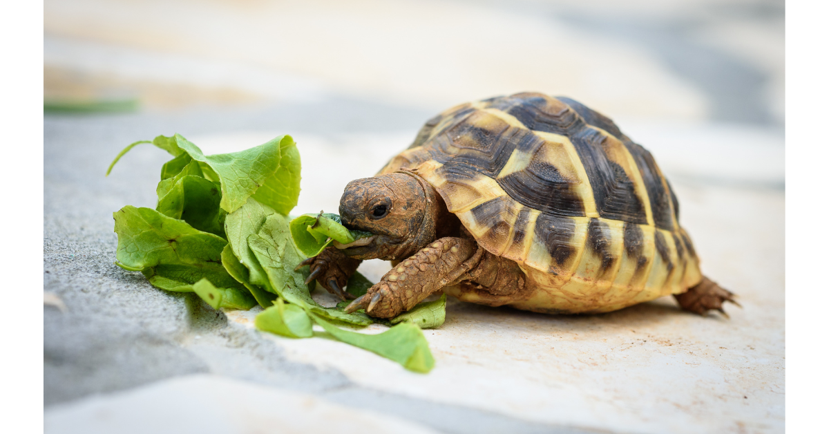 Reptiles and Their Therapeutic Potential