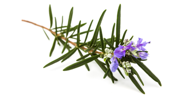 Rosemary Essential Oil