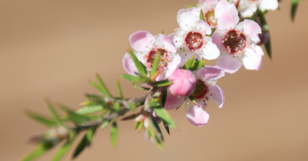 Tea Tree Essential Oil