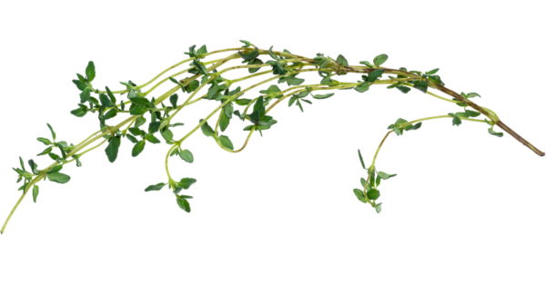 Thyme