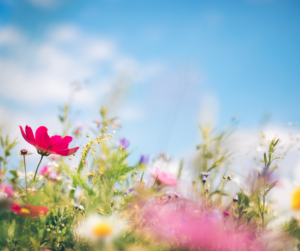 Transition to Spring: 5 Essential Strategies to Help Clients (and Yourself)