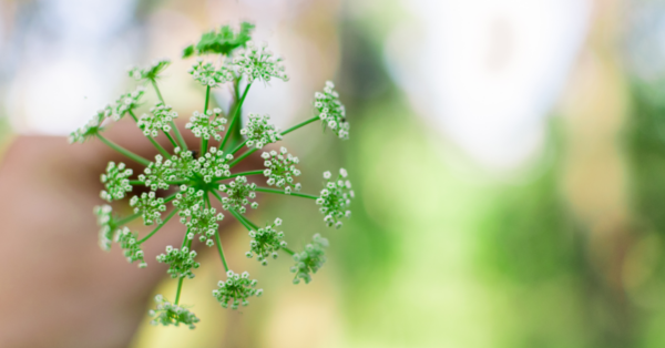 Yarrow